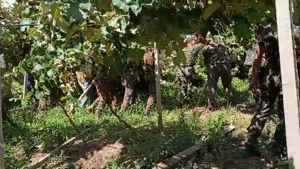 Com apoio do Exército e muita solidariedade local, recuperação de parreiral caído foi concluída em três dias