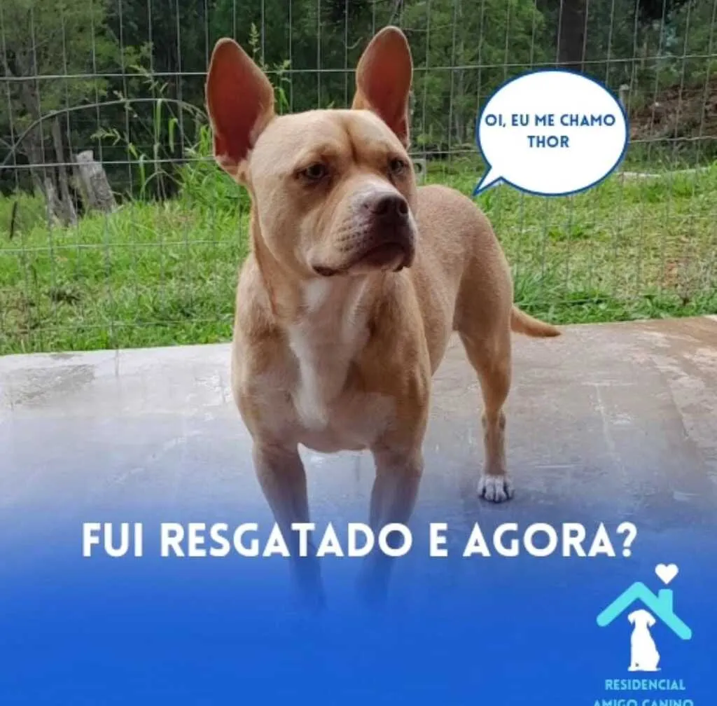 Comunidade poderá conhecer de perto animais saudáveis, vacinados e prontos para adoção