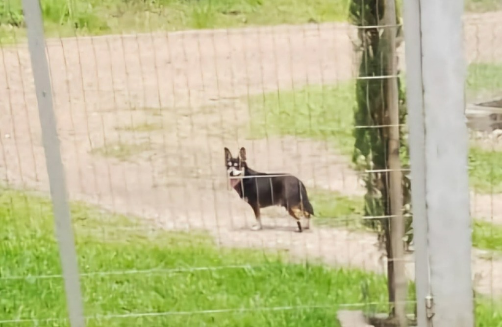 Abandono de cão na localidade da Mulada revolta moradora nos últimos dias de dezembro, mês de combate aos maus-tratos