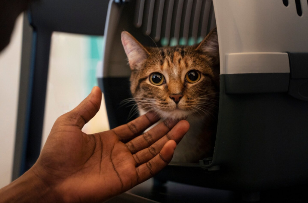 Viajar com pets no fim do ano e nas férias: cuidados essenciais para garantir segurança e tranquilidade