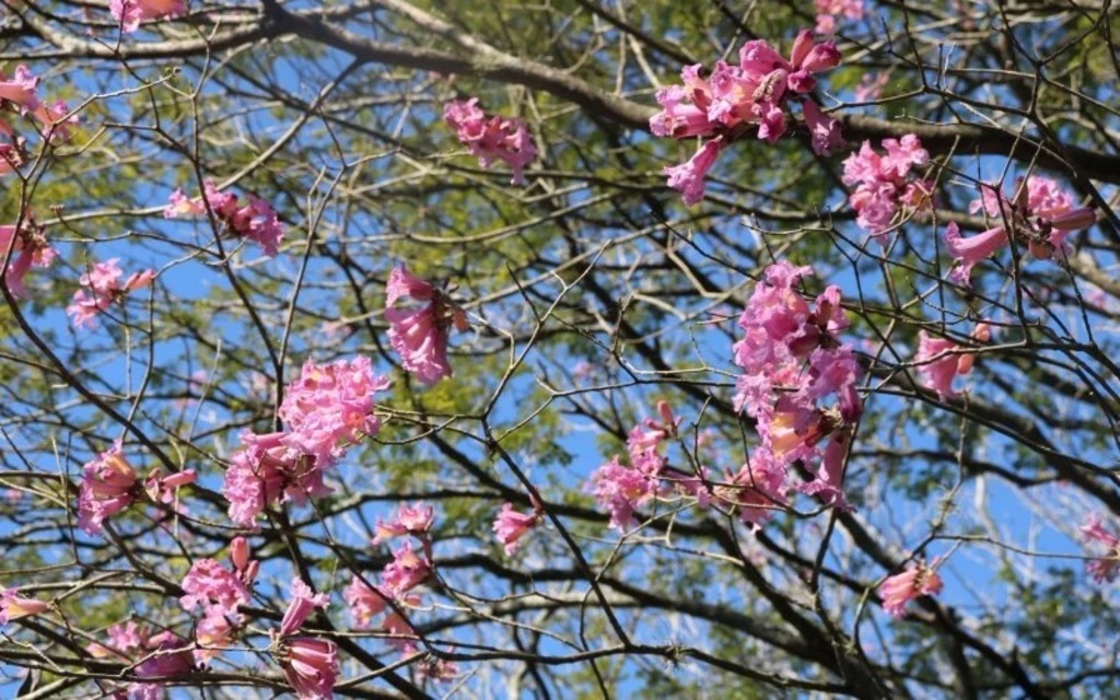 Primeira massa de ar frio da primavera climática já tem data para chegar