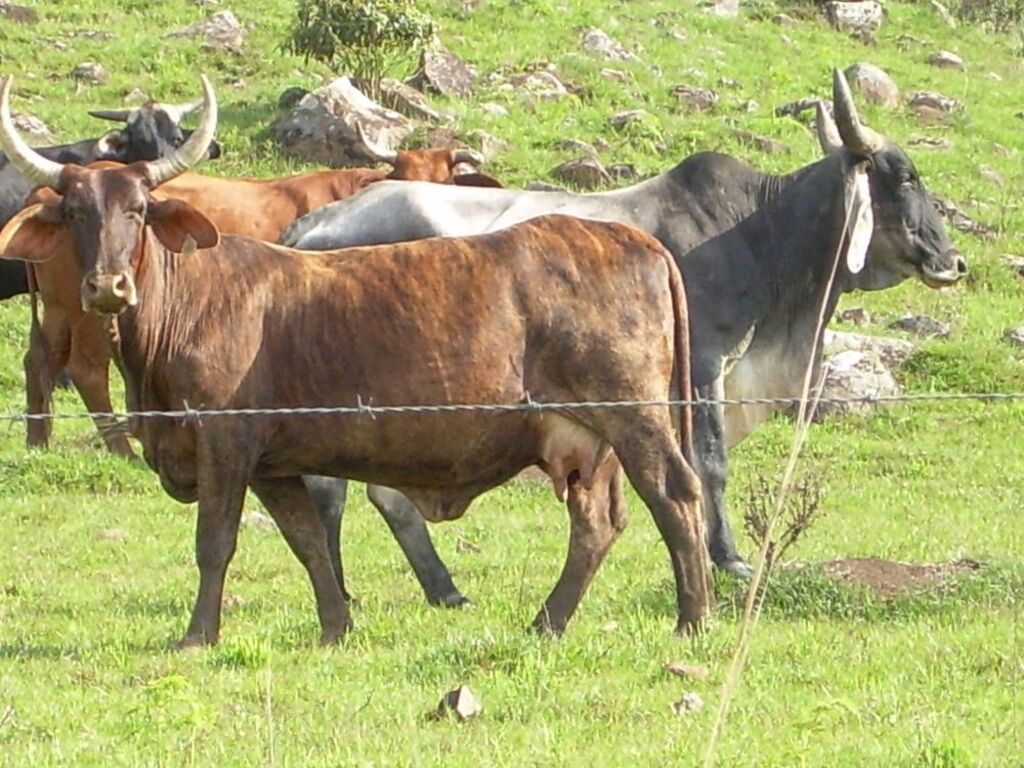 Falta um dia para o 7º Fórum da Pecuária de Corte e Leite nos Campos de Altitude do RS