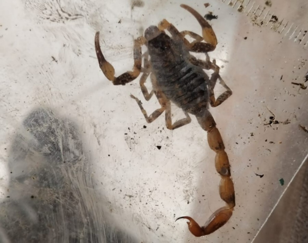 Escorpiões preocupam moradores de São Marcos: Especialista orienta sobre prevenção e primeiras socorros