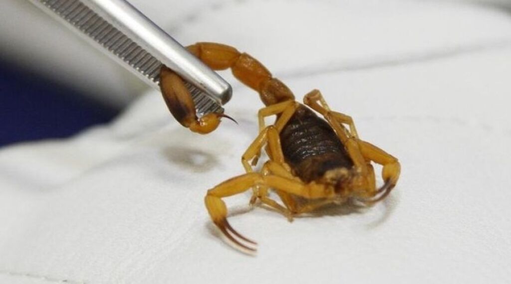 Trabalhador foi picado por escorpião-amarelo trazido em carga vinda de São Paulo