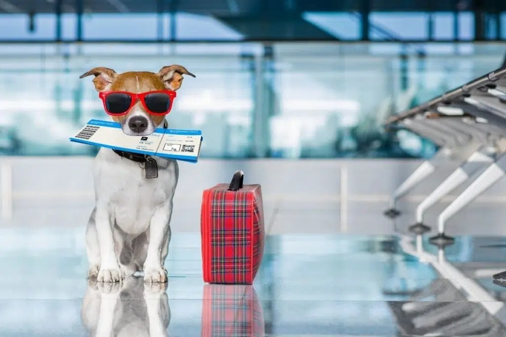 Vai viajar? Como criar um ambiente adequado para os pets