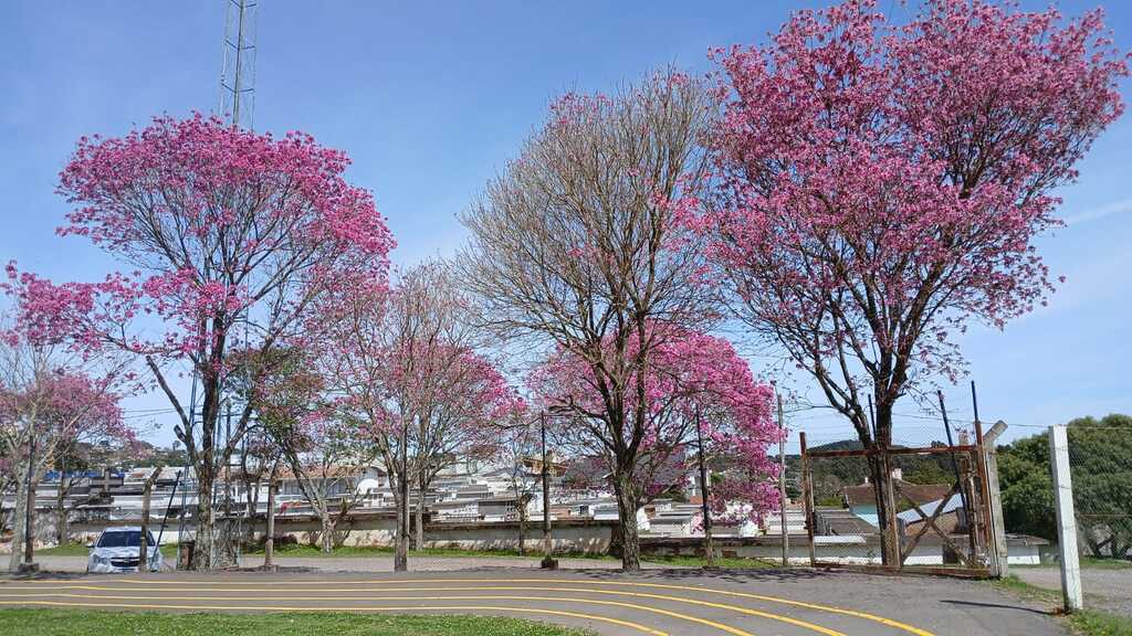 O que é o equinócio de primavera e por que ele marca uma mudança nos nossos dias até o fim do ano?