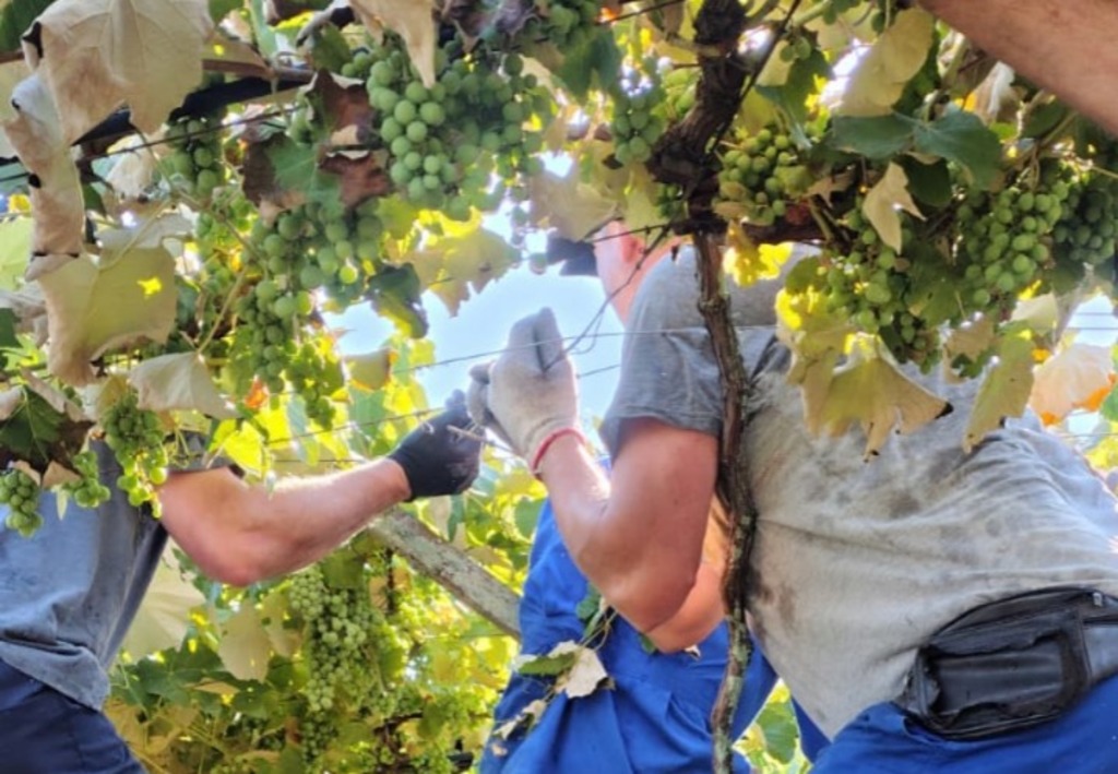 Videiras de São Marcos são reerguidas enquanto a solidariedade vai até Flores da Cunha