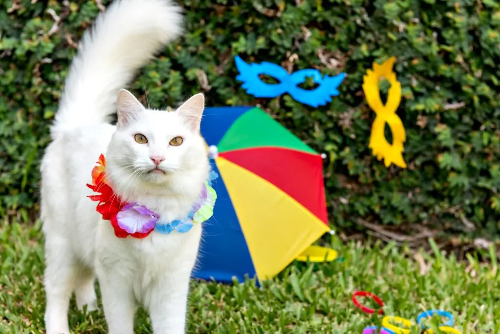 Folia felina: veja como proteger seu gato do estresse e de parasitas durante o carnaval
