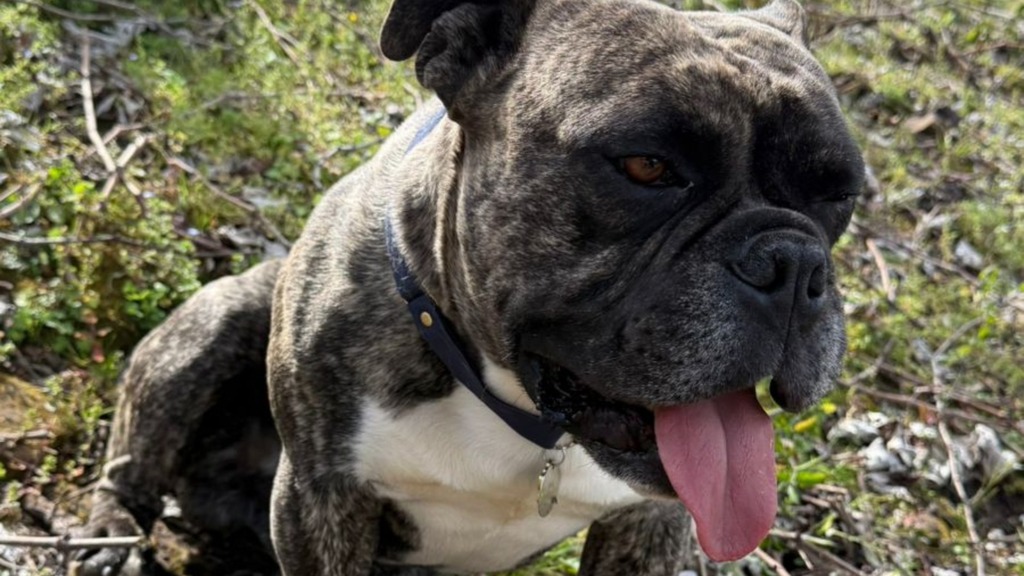 Polícia de Campestre investiga furto de cão que pode ter sido vendido em São Marcos
