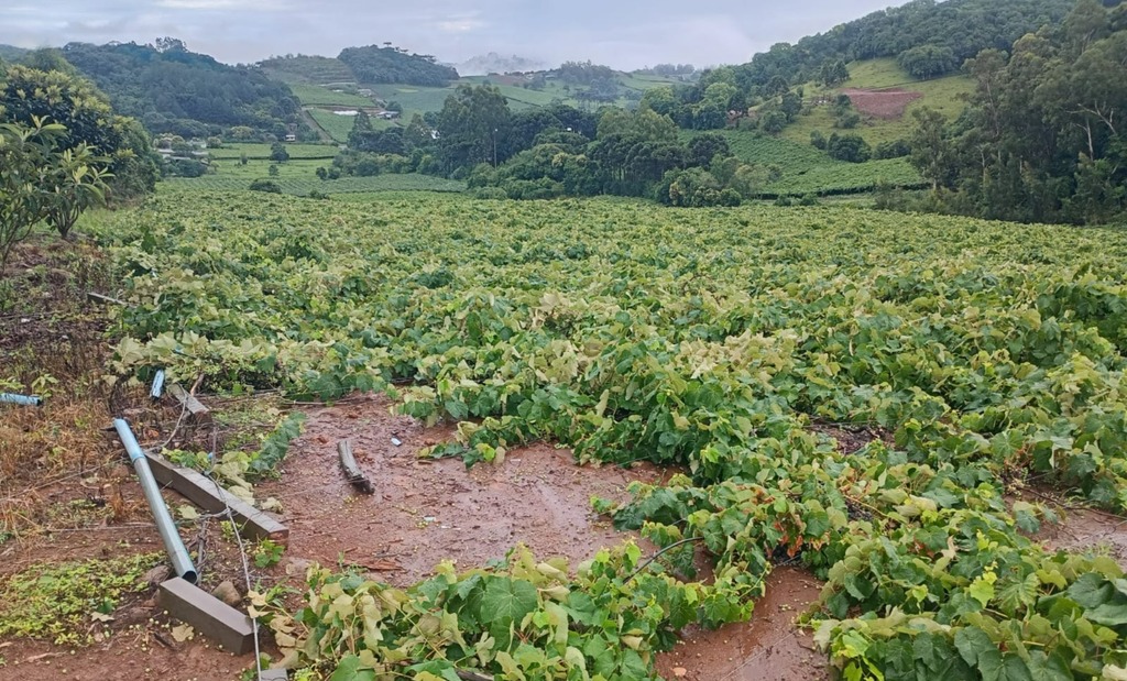 Parreiral derrubado após forte temporal na Linha Rosita, interior de São Marcos, com estruturas e videiras no chão após chuva intensa