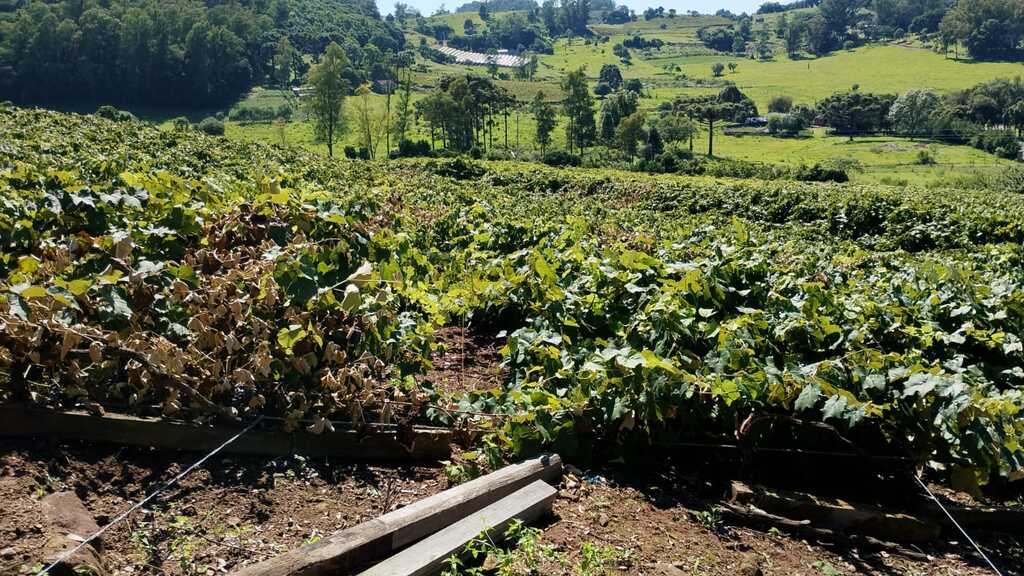 Parreiral caído na localidade da Linha Santana, no interior de São Marcos, após colapso inesperado da estrutura das videiras.