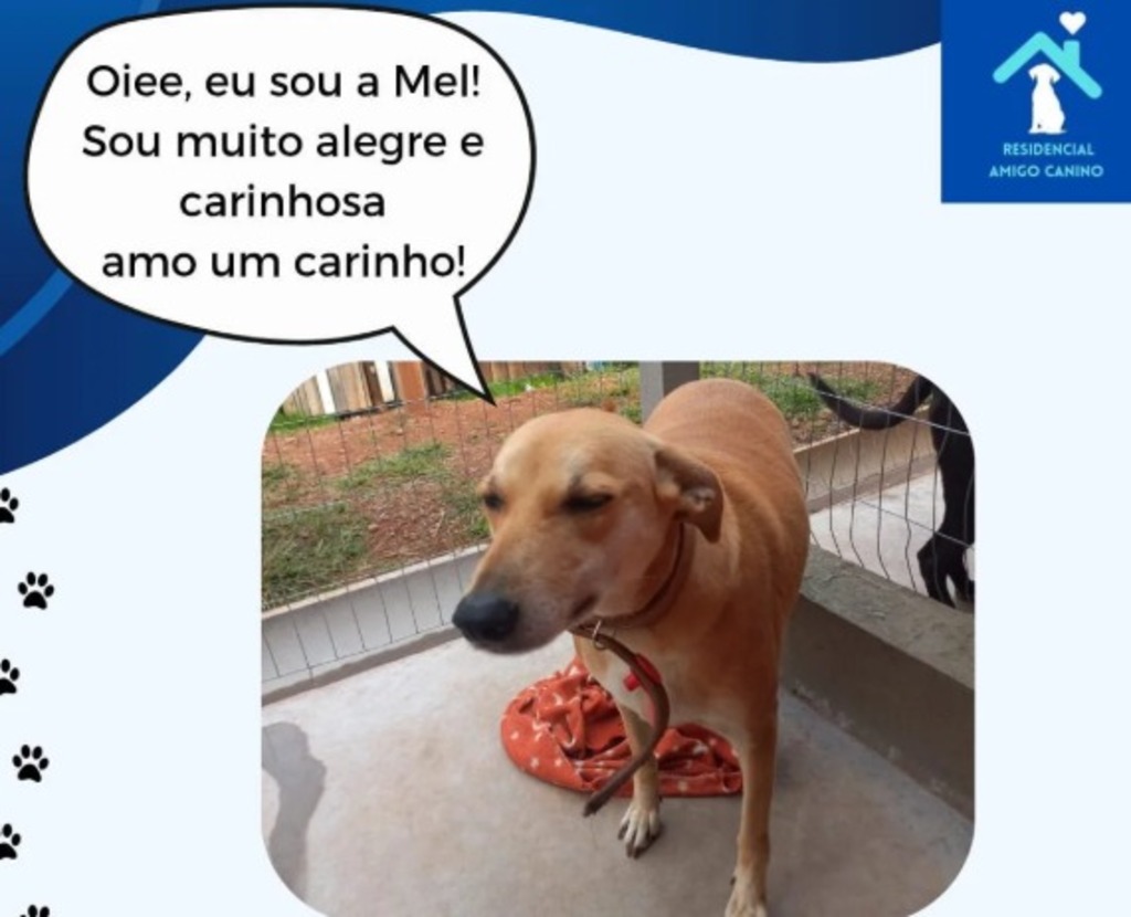 São Marcos promove 3ª Feira de Adoção de Animais neste sábado