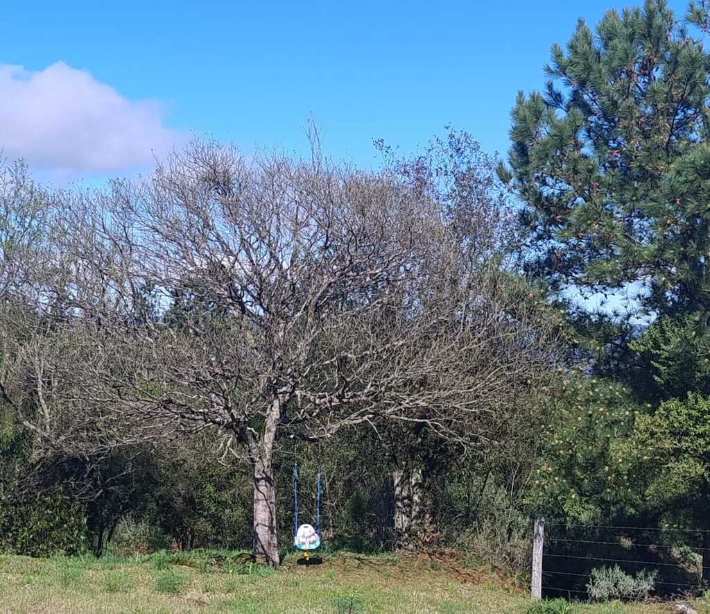 Sexta-feira de tempo firme e temperaturas agradáveis no Rio Grande do Sul