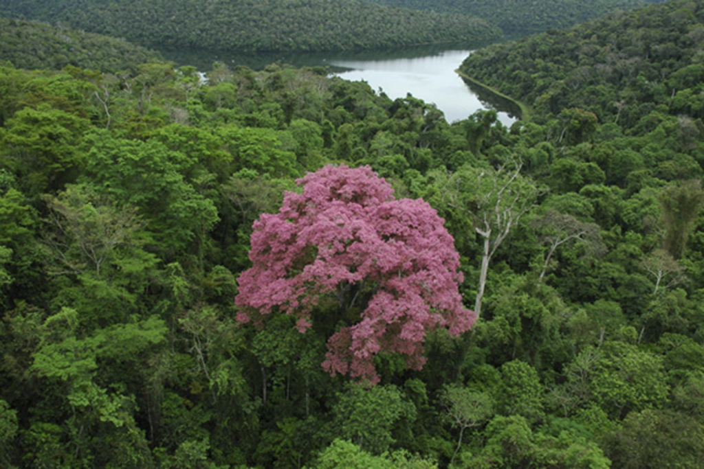 São Marcos elabora plano para preservar a Mata Atlântica e convida população a participar