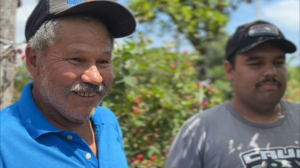 Safra intensa, tradição familiar e desafios do campo: Campestre da Serra vive auge da amora-preta e projeta futuro da produção