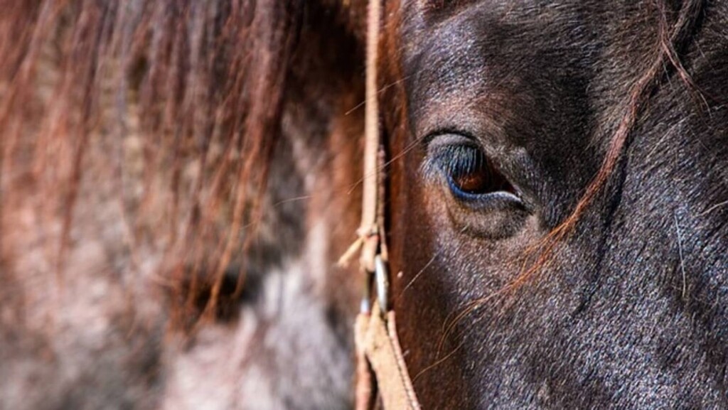 O proprietário da água comparou ao local e reconheceu imediatamente o animal, confirmando o furto.