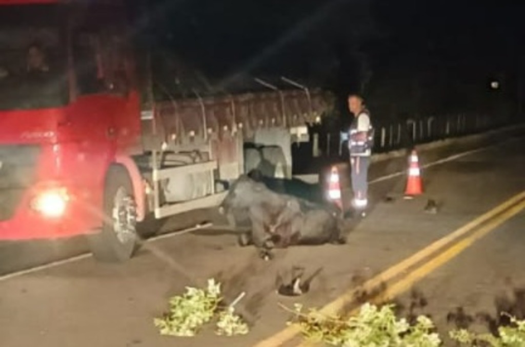 Polícia investiga responsabilidades após motociclista argentino morrer ao colidir com bovino solto na BR-116